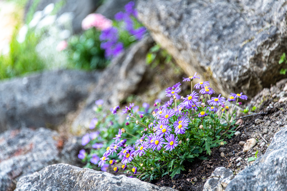 Quelles plantes choisir pour créer un jardin fleuri toute l’année en Alsace ?