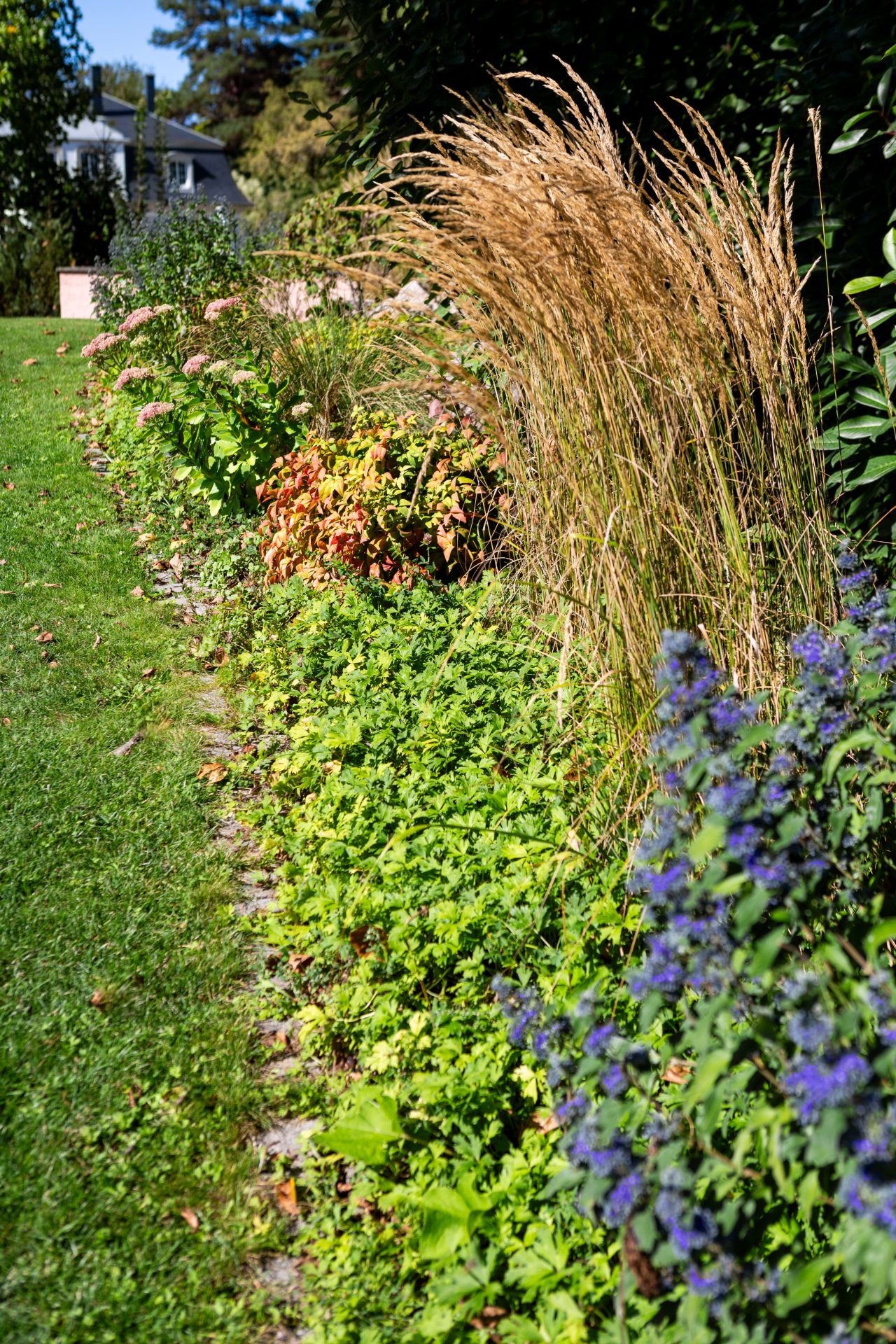 Jardin d&rsquo;ombre : comment créer un espace élégant et vivant ?