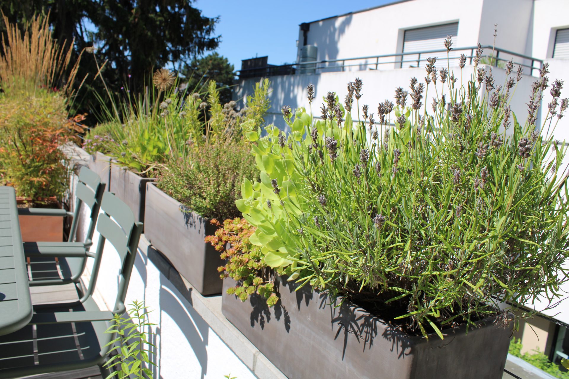 plantes répulsives moustiques citronnelle géranium rosat terrasse jardin Strasbourg
