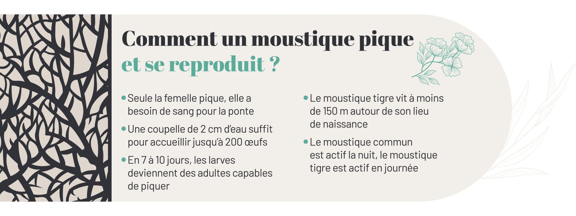 piqûre et méthode reproduction chez moustique tigre et moustique commun